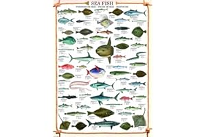empireposter – Educational – Sea Fish – Tamaño (cm), Aprox. 61 x 91,5 – Póster, Nuevo – Texto en inglés.