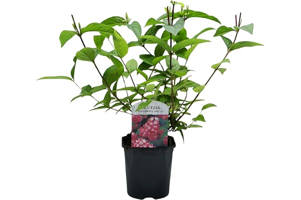 GreenboutiQ - Arbustes - Deutzia hybrida Strawbery Fields - Fleur Rose - 1 Plante - Feuillage Caduc - Peu d'Entretien - Pot 17cm Hauteur 45cm