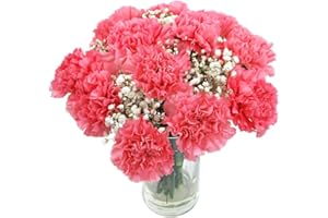 Clare Florist Pink Carnations Fresh Flower Bouquet - Beautiful Flowers for All Special Occasions