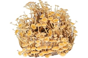 Hawlik Pilzbrut | Juego de cultivo setas Enoki | Fácil de cultivar setas | Cultivo de hongos BIO Enoki para el hogar | Cultivo de hongos sin conocimientos previos