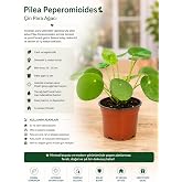 Pilea Peperomioides &Ccedil;in Para Ağacı İ&ccedil; Mekan Bitkisi | 15-25 cm Boy, Kolay Bakımlı, Aydınlık Ortam Sever, Ev ve Ofis İ&ccedil;in, Dek