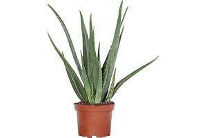 Cactus et plante grasse de Botanicly - aloè - Hauteur: 60 cm - Asphodelaceae Aloë