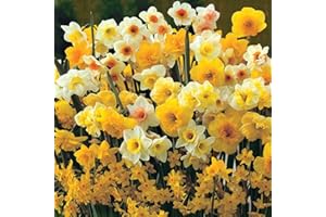 50 Mixed Dwarf Daffodil/Narcissus Bulbs Miniature Varieties Spring Garden Perennial : - by GARTHWAITE NURSERIES® : - UK Stockist