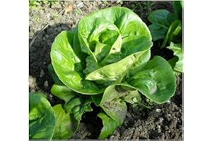 PREMIER SEEDS DIRECT LETTUCE - LITTLE GEM - 10 GRAM ~ 8190+ SEEDS