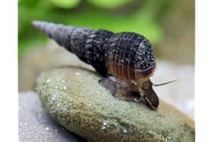 SCHNECKEN Garnelio Schwarze Turmdeckelschnecke - Melanoides maculata