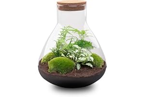 urbanjngl Terrario de Plantas • Sam XL • Planta de ecosistema • ↑35 cm • Jardín de Botellas • Paquete de Bricolaje - Conjunto de terrario Completo, Terrarium pakket