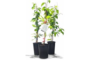 Kiwiri 's Kiwi Trio – 3 plantas de kiwi (Actinidia arguta) – Mini kiwi – Garantía varietal directamente del cultivador