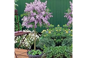 Lilac Dwarf Standard Tree Scented Purple Flowers Hardy Shrub Outdoor Garden Plants Syringa meyeri ‘Palibin’ Large Standard Fragrant Mini Tree 2X 2L Potted Plant by Thompson & Morgan (2)