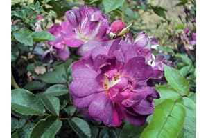 GARTENCENTER BARTELS Ramblerrose Veilchenblau Containerrosen im großen 7,5 Liter Topf