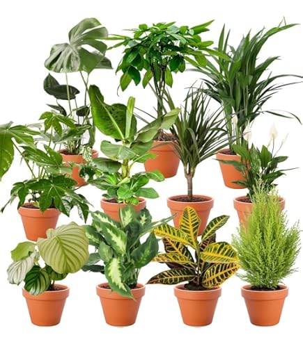 Exotenherz - Elefantenfuss - unverzweigt - Zimmerpflanze - ca. 80cm : Amazon.de:  Garten