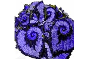 SVI Pinkdose sapphire blue: 50Pcs Begonia Seeds, Coleus Begonia Flower Seeds Bonsai Plants Balcony Home Garden Decor (Blue)(Double Color)(Purple)(Sapphire Blue)