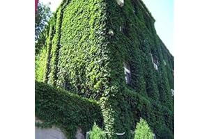 Haloppe 120 Pz Semi di Edera Verde Piante per la Piantagione del Giardino di Casa, Semi di Edera Verde Groundcover Pianta rampicante Erba Giardino Decorazione della Parete della pianta Domestica Semi