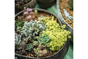 Graines succulentes, 400pcs / sac Graines succulentes écologiques faciles à planter des graines succulentes pour la maison