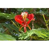 20 Red Flamboyan Seeds - (Delonix Regia)