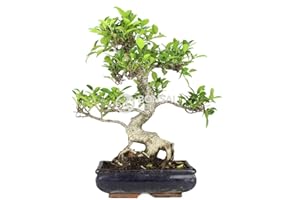 Bonsai - Ficus, 10 ans (Bonsai Sei - Ficus Retusa)