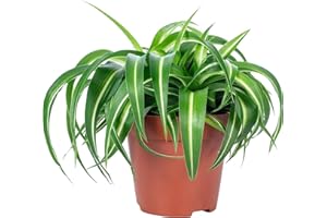 FLOWERBOX Plante d'intérieur « Bonnie », facile d'entretien, Chlorophytum Comosum, hauteur : env. 25 cm, diamètre du pot : 12 cm