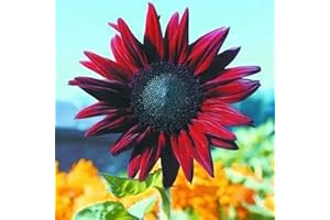 REMORUI 50 Piezas Semillas de Girasol para Sembrar, Semillas Girasol, Semillas Flores, Semillas de Flores, Semillas Flores Exterior, Semillas Plantas Para Jardín, patio, granja (Morado oscuro)