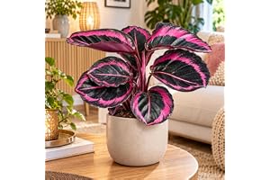 Calathea roseopicta 'Dottie' 'M' – exotisk inomhusväxt med hisnande rosa mönster – lättskött inomhusväxt