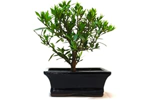GENERIC Azalea Flowering Bonsai Tree - Supplied in a Rectangular Ceramic Pot