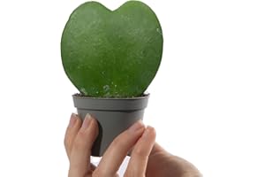 GARDENERSDREAM Baby Sweetheart Hoya - Hoya Kerrii - Sweetheart Vine - Small Indoor Plants - House Plants for Home Office - Grow Your Own Baby Plant - Indoor Plant in Pot