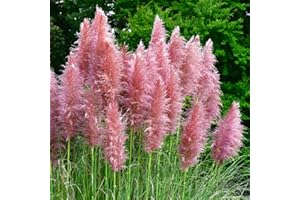 YOUGARDEN You Garden - Pampas Grass Pink Cortederia Selloana Rosea in 9cm Pot - Garden Ready Pampas Grass Supplied as 1 x Established Plant in 9cm Plant Pot