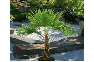 CSL SUNRISE GMBH Hybrid Hanfpalme Gesamthöhe bis 100 cm aus Deutscher Freilandzucht. Frosthart bis - 18 Grad