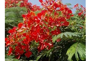 SHOP-MR-BEAN Delonix regia - Albero di fuoco - Poinciana regia 10 SEMI - freschi
