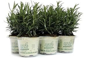 AMORI E AROMI 6 piante aromatiche (Rosmarino) per cucinare, per realizzare il tuo orto sul balcone e profumare gli ambienti