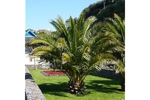 YOUGARDEN You Garden - Pair of Hardy Phoenix Palms 1m 20cm Pot, Canary Island Date Palm, Exotic Tropical Hardy for UK Gardens Supplied as 2 x Established Plam Trees in 20cm Pots 1m Tall