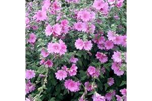 GardenersDream Lavatera Rosea Plant - Tree Mallow Semi Evergreen Hardy Shrub - Outdoor Garden Ready Flowering Plant - Fast Growing Flowering Shrub for Gardens and Patios (9cm Pot, 15-25cm)