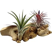 Tillandsia | 2er Set Tillandsien auf Dekoholz | Länge 15-25cm