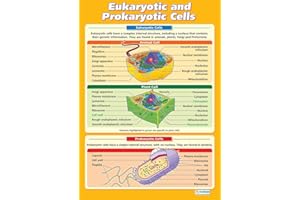 Daydream Education Eukaryotische und prokaryotische Zellen, Wissenschaftsposter, laminiertes Glanzpapier, 850 mm x 594 mm (A1), Wissenschaftsdiagramme für das Klassenzimmer, Bildungstabellen