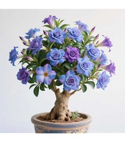 Wüstenrose Rhizom Adenium Obesum - Winterharte Sukkulente Für Drinnen & Draußen