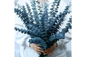 ‎ONING 17 Pcs-blau-getrocknet-konserviert-Eukalyptus-Stängel, 17" Echter hängender Eukalyptus für Dusche, 100% Natürliche lebende Eukalyptus-Grünblätter für Vasenfüller, Home SPA, Duft, Blumendekor