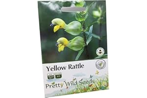 PRETTY WILD SEEDS 1200 Yellow Rattle Rhinanthus Minor British Wild Flower Seeds