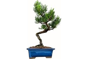 BONSAI LT Bonsai Baum mit Keramik Blumentopf - Ligustrum, Ficus, Carmona, Podocarpus, Chinese elm - ca. 6-9 Jahre (12 cm Schale, Japan Weißer Kiefer Bonsai Pinus - ca. 9 Jahre alt, ca. 27 cm hoch))