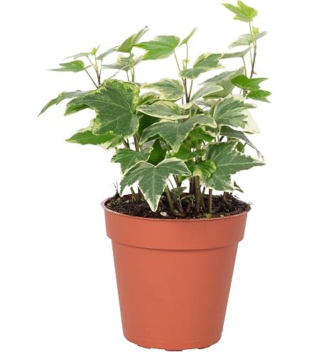 Efeu, Hedera helix Montgomery, Zimmerpflanze in Hydrokultur, 13/12er  Kulturtopf, 18-25 cm : Amazon.de: Garten