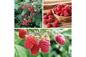 Thompson & Morgan Raspberry Hardy Garden Plants, Easy to Grow Fruit, Ideal for Kitchen Gardens & Allotments, Tasty Summer Fruit, 9 or 18 x Raspberry Full Season Collection Plants (18 Raspberry Canes)