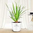 BLOSSOM Plant's Lemon Grass Live Indoor and outdoor Plants with white Pot, Best for Home, Office & Garden.