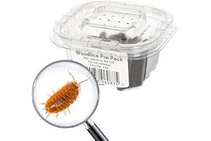 Livefoods4u Live Giant Orange Woodlice Isopods (18mm) - Livefood for Small Reptiles and Amphibians and for Bioactive Set Ups