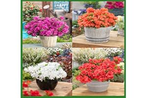 MEREDITH NURSERIES 4 Mixed Dwarf Azalea - Evergreen Flowering Shrubs - Japanese Azaleas - Potted Plants