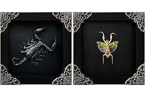 VINATIMES 2 Real Green Mantis Lanternfly Framed Insect Dried Bug Shadow Box Oddity Framed Taxidermy Specimen Decoration Reading Tabletop Wall Artwork Home Decor Gallery K12-51DE62DE