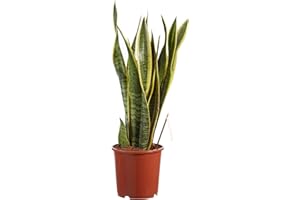 Plante d'intérieur de Botanicly – Langue de belle-mère – Hauteur: 65 cm – Sansevieria trif. Laurentii
