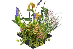 S VD VELDE WATERPLANTEN vdvelde.com - Schwimminsel Teich mit Bio Teichpflanzen - Schwimmende Insel und 4 Blühende Pflanzen - Nachhaltig aus eigener Gärtnerei - Hochwertig Teichinsel Pflanzkorb - Van der Velde Wasserpflanzen