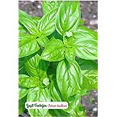 AGRODAL TARIM Yeşil Fesleğen Geniş Yaprak &Ccedil;i&ccedil;eği Tohumu 1000 Adet Tohum