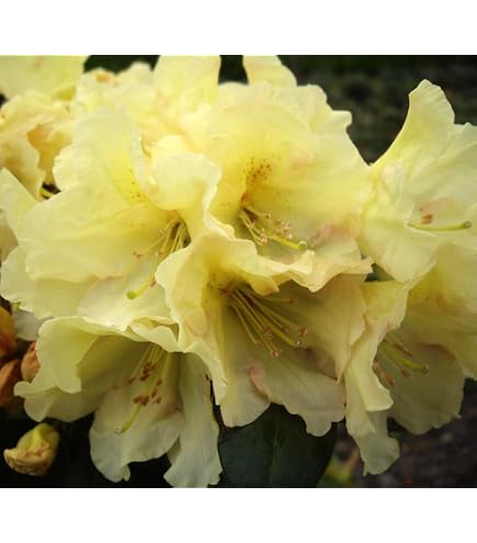 Rhododendron impeditum 'Ronny' 20-25 cm  Winterhart, Immergrn, Mehrjhrig   Zwerg-Rhododendron  Kbelpflanze fr Terrasse & Balkon : Amazon.de:  Garten