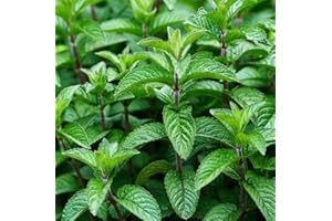 WOLDS COLLECTION Herb Plants, Garden Mint Plants - 2 x 1 Litre Pots