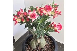 YGHESFDE Planta de rosa del desierto, adenium obesum planta,planta ornamental perenne, apta para plantar en macetas,-2Bulbos-A