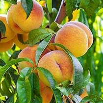 Pesco Michelini - Albero Da Frutto Con Pesche A Polpa Bianca, Pianta Reale - Foto 3