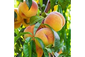 VEG SRLS ALBERO DI PERCOCA-PRUNUS PERSICA- DI NOVEMBRE SIMILE- pianta vera da frutto da esterno